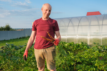  A smiling middle-aged man looks at the torn organic carrot in his hands. Farming and gardening concept