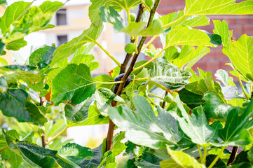 Unripe green figs growing on branches of a fig tree.