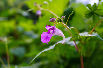 Pink Touch-Me-Not in Bloom