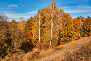 Scenic autumn landscape with birch trees.