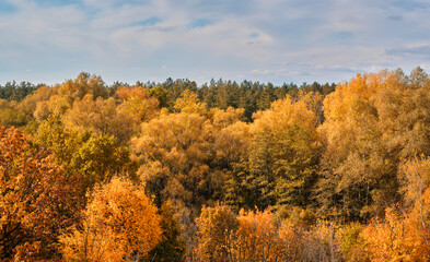 Fototapeta premium Colorful mixed forest canopy in autumn.