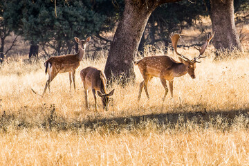 Deer grazing in a pasture