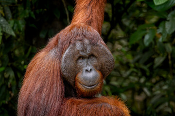 Male Bornean Orangutan