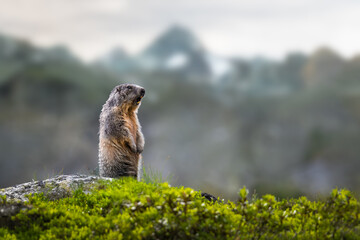 Alpine marmot (Marmota marmota), ground-dwelling squirrel with Grossglockner mountain in...