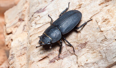 black beetle on wood