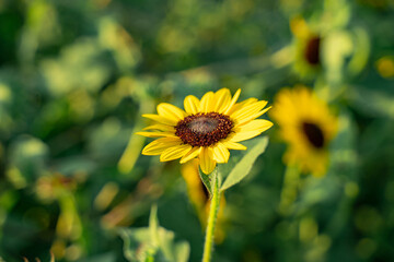 Close-up of a Vibrant Sunflower in Bloom