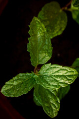 fresh mint leaves on black background