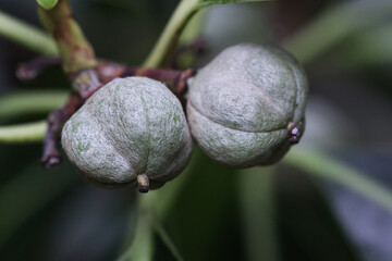 Macro shot of Ostodes paniculata branch with small clustered fruits. Detailed view of tropical plant structure, ideal for botanical, scientific, or nature-themed projects.
