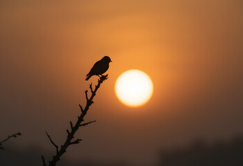 silhouette of a bird