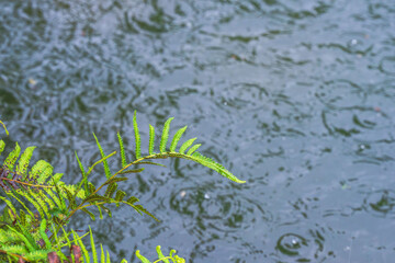 夏の雨降り　池のほとりの草04
