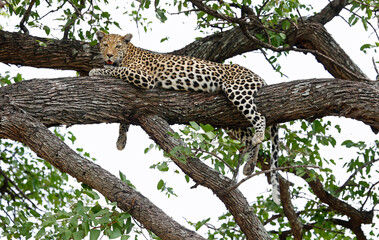 Female leopard sleeping in a tree