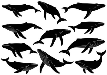Fototapeta premium A collection of eleven black silhouette illustrations of humpback whales in various swimming positions against a white background.