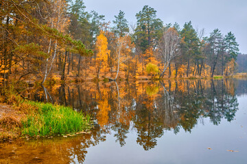 Fototapeta premium Autumn Lakeside Scene with Large Tree