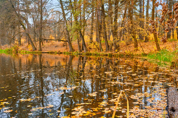 Autumn Lake Scene with Tree and Log Reflection