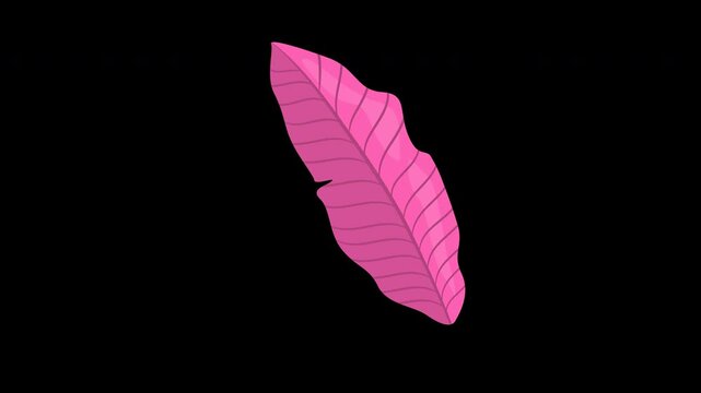 Pink leaf with veins against stark alpha channel background, suitable for minimalist designs, nature themed projects, and elegant branding concepts.