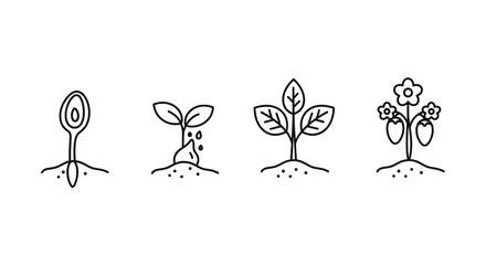 Fototapeta premium A visual journey of plant growth from seed to blossoming flower