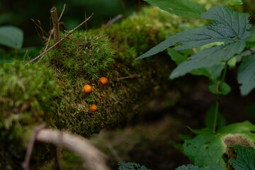 Mushrooms grow on a moss-covered log in the lush forest during an overcast day. Gorgany range. Hiking in Carpathian Mountains, Ukraine