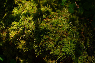 Lush green moss covering a fallen tree trunk in a shaded forest setting during the early morning. Gorgany range. Hiking in Carpathian Mountains, Ukraine