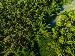 Aerial view various tree leaf tropical rainforest nature landscape