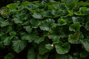 Vibrant green leaves in a lush garden during the peak of summer showcasing the beauty of nature. Gorgany range. Hiking in Carpathian Mountains, Ukraine