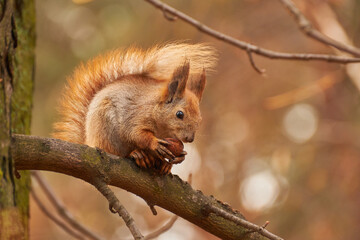 Red Squirrel Eating a Nut on a Branch