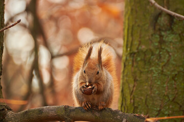 Portrait of a Red Squirrel Eating a Nut
