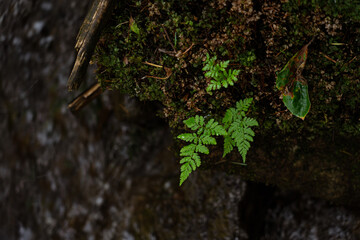 Fresh green ferns growing on mossy rock near flowing water in a tranquil forest setting. Gorgany...