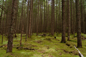 Obraz premium Lush green forest with tall trees and mossy ground in a tranquil woodland setting during daylight hours. Gorgany range. Hiking in Carpathian Mountains, Ukraine