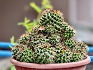 cactus in a pot