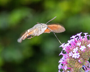 Hummingbird hawk moth taking nectar from a pink flower.