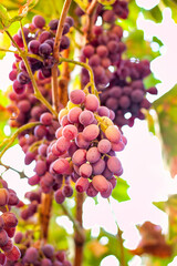 Purple grapes grown in the garden without the use of chemicals, 100% natural grapes, hang on the bushes until autumn.