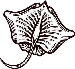 Hand drawn illustration of a manta ray detailed vintage engraved aquatic marine animal isolated on white background
