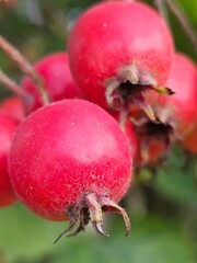 Hawthorn with red fruit, Crataegus monogyna, . Natural beautiful background.