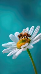 Bee pollinating daisy, vibrant colors, close-up. Background teal