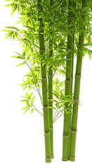 翠竹の息吹 ３D描写