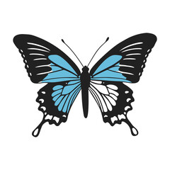 Beautiful blue butterfly in full body Butterfly Morpho colorful butterfly on white background.