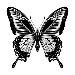 Beautiful blue butterfly in full body Butterfly Morpho colorful butterfly on white background.