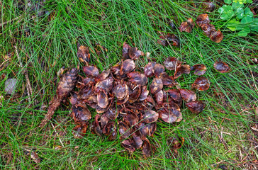 Fototapety na wymiar - Fototapeta24.pl