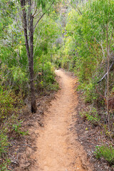 A dirt path through scrub at Boranup, Margaret River Region, Shire of Augusta in the SW Region of Western Australia WA