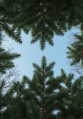 Obraz premium 木漏れ日と青天 (Komorebi to Seitenn)