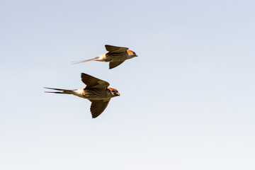 Greater striped swallow birds (Cecropis cucullata) in flight close up showing one carrying mud in...