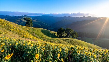 Late summer country landscape with sunflower meadow