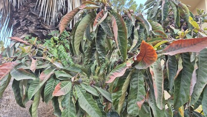 Obraz premium a loquat tree whose leaves are damaged by heat or are burnt