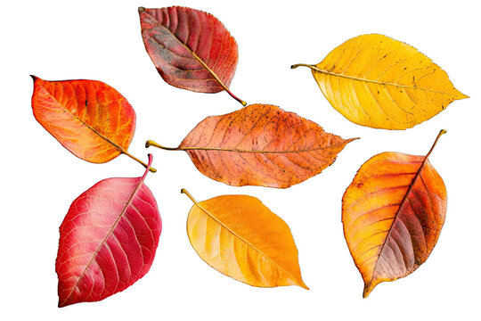 A collection of autumn leaves are spread out on a white background