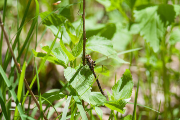 Dragonfly hanging from the strand of a plant and surrounded by green foliage