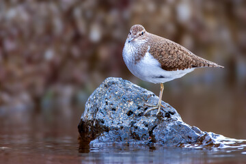 Common sandpiper (Actitis hypoleucos) perched on a rock by the water, observing its surroundings.