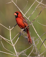 Cardinal perched on some twigs in the sunshine