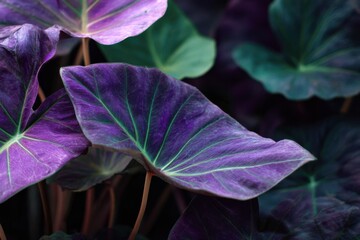 Stunning Close-Up of Colorful Tropical Leaves with Vibrant Purples and Greens in a Lush Garden Setting