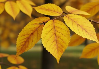 Obraz premium 黄金色の葉脈、秋の叙情