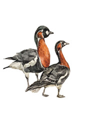 Duck birds